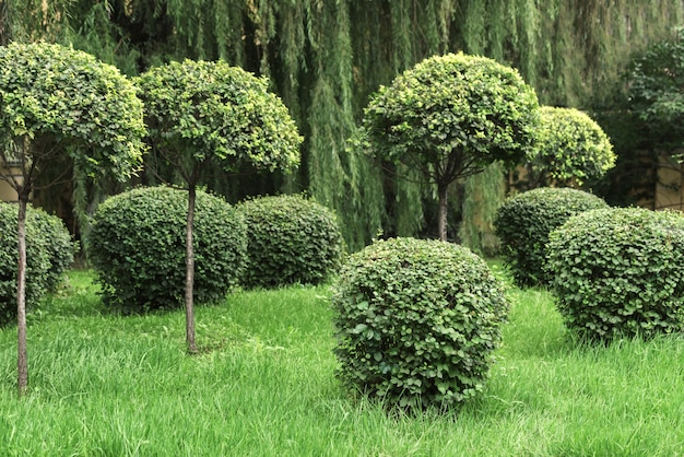 Cespugli sparsi nel parco