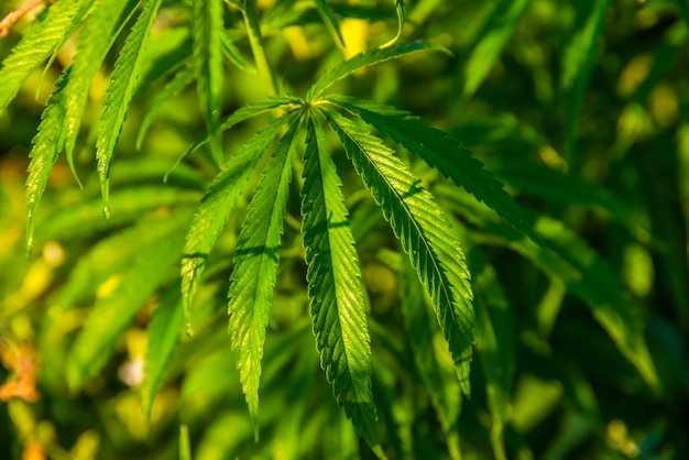 Cespugli verdi di marijuana Vista ravvicinata di una giovane marijuana medica foglie di cannabis