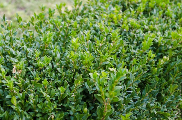 Cespugli verdi freschi crescenti del buxus. Buxus sempervirens.