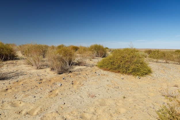 Cespugli verdi nel deserto di sabbia, steppe in Kazakistan.