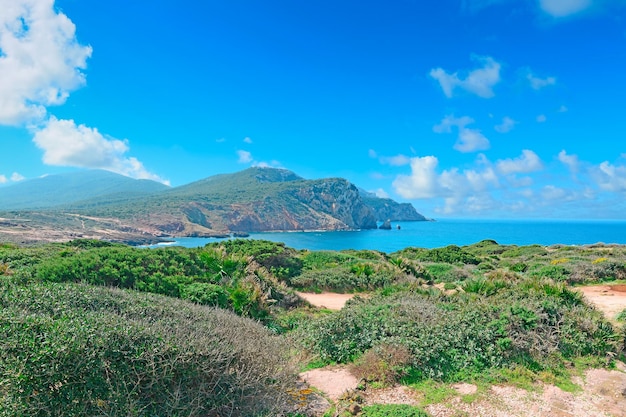 Cespugli verdi nella costa del Porticciolo Sardegna