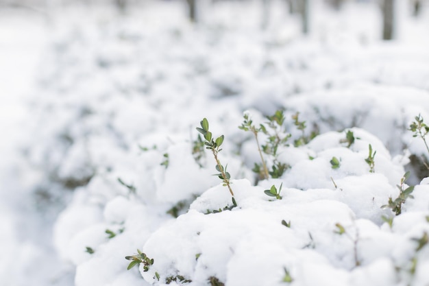 Cespugli verdi nella neve