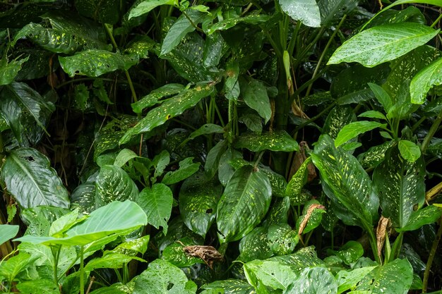 Cespugli verdi sullo sfondo del paese tropicale