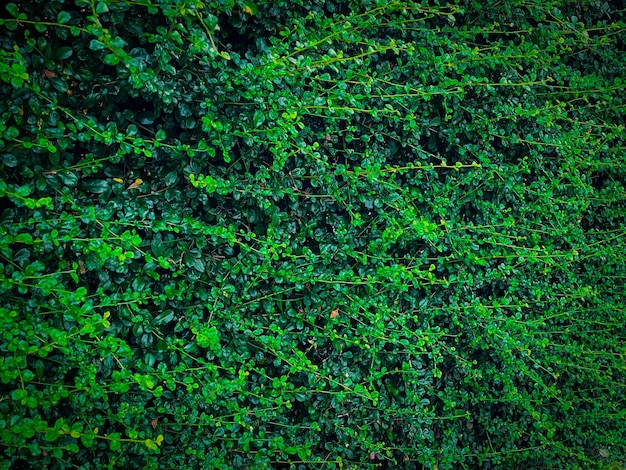 Cespugli verdi usati per decorare lo sfondo del giardino