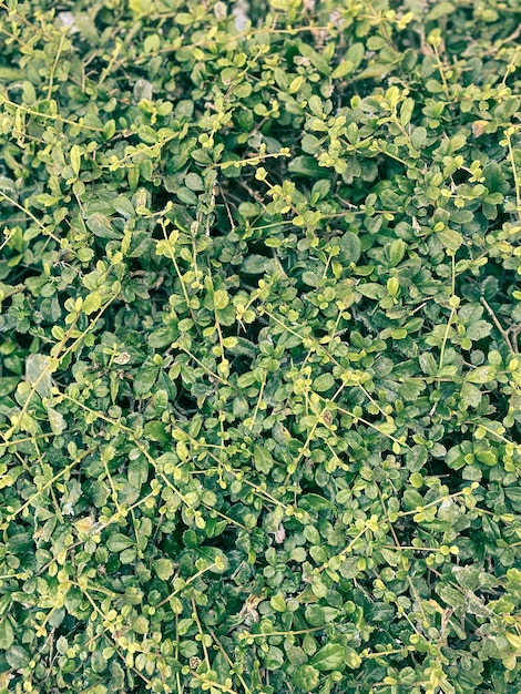Cespugli verdi usati per decorare lo sfondo del giardino