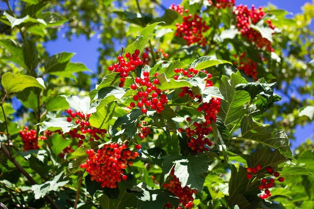 Cespuglio con bacche rosse Le bacche rosse sono frutti del raccolto estivo