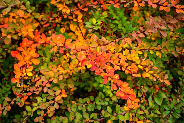 Cespuglio con diversi colori di foglie rosso verde arancio giallo