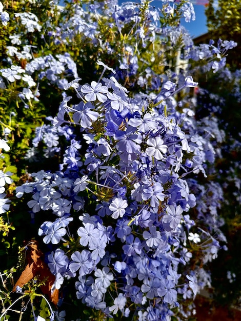 cespuglio con fiori blu