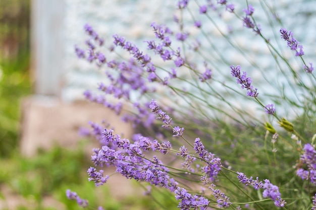 Cespuglio con fiori di lavanda sfocati alla luce del sole