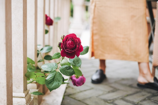 Cespuglio con rose rosse cresce nel cortile della casa sullo sfondo delle gambe delle donne