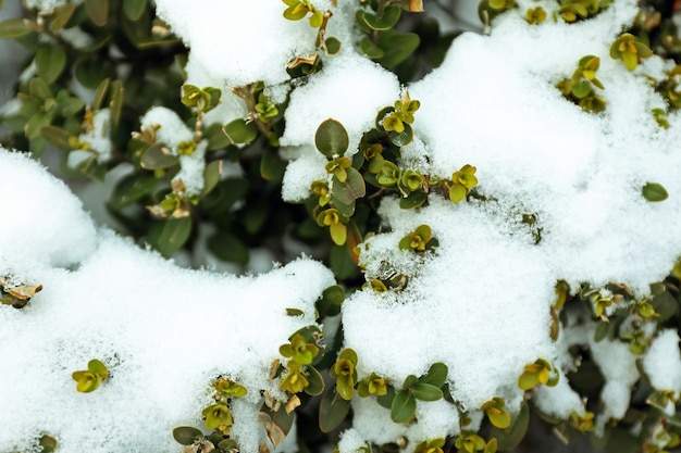 Cespuglio coperto di neve, primo piano