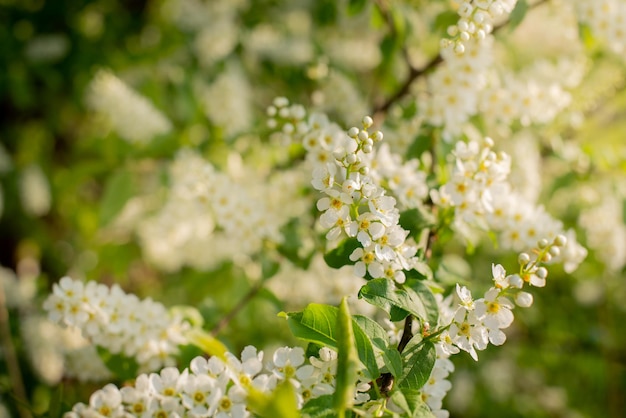 Cespuglio dell'albero di birdcherry che fiorisce nei fiori bianchi di primavera dell'albero di birdcherry