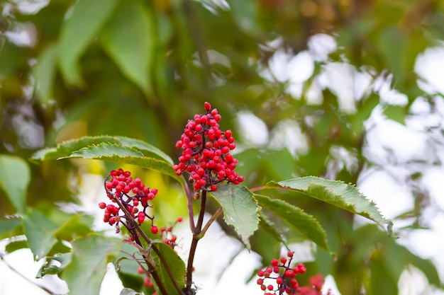 Cespuglio della pianta di sambuco rosso Sambucus racemosa