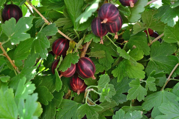 cespuglio di angusta con foglie verdi e bacche viola