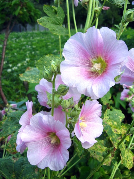 Cespuglio di bel fiore di malva rosa