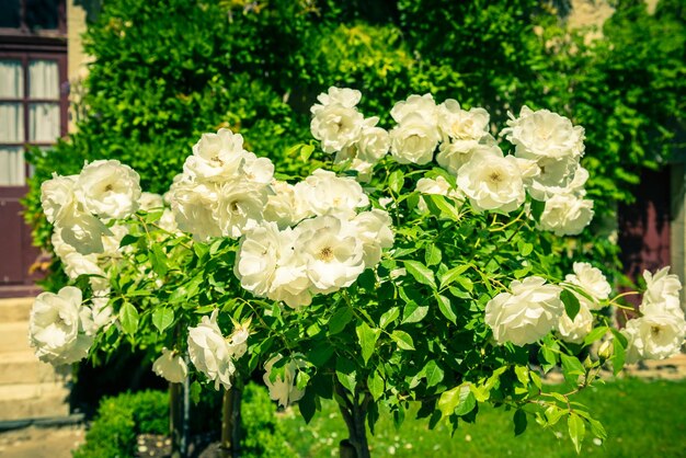 Cespuglio di belle rose in un giardino Colpo filtrato