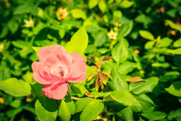 Cespuglio di belle rose in un giardino Colpo filtrato