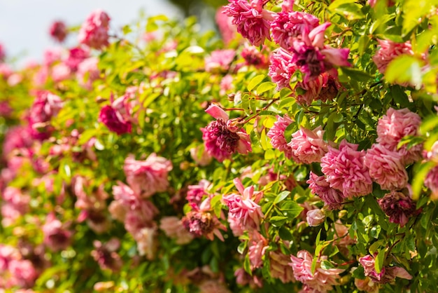 Cespuglio di belle rose in un giardino