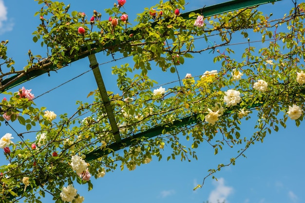 Cespuglio di belle rose in un giardino