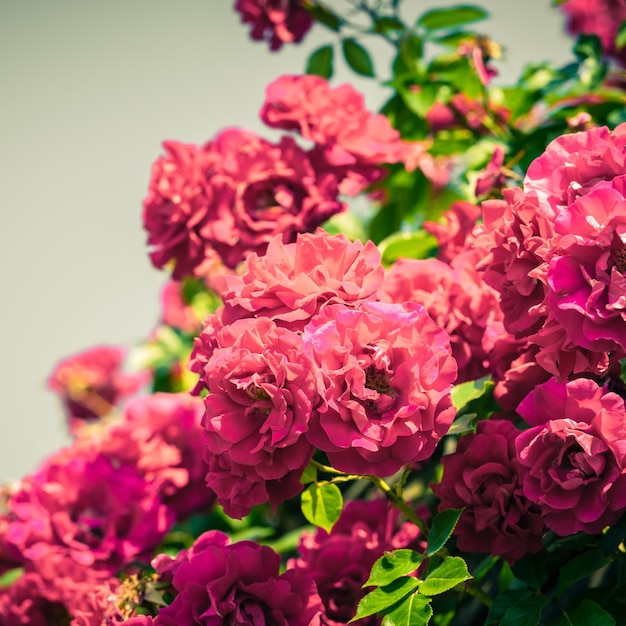 Cespuglio di belle rose in un giardino