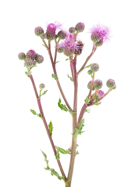 Cespuglio di Cirsium arvense con fiori isolati su sfondo bianco Erboristeria Tracciato di ritaglio