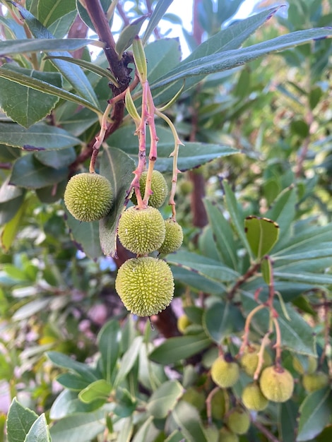 Cespuglio di corbezzolo con piccoli frutti di corbezzolo. Il cespuglio di corbezzolo con i suoi frutti