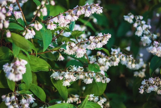 Cespuglio di Deutzia scabra che fiorisce nel giardino