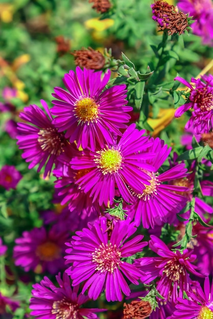 Cespuglio di fiori autunnali crisantemo come sfondo