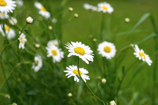 Cespuglio di fiori bianchi di camomilla o margherita in piena fioritura su una superficie di foglie verdi ed erba