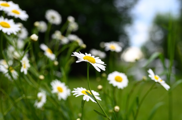 Cespuglio di fiori bianchi di camomilla o margherita in piena fioritura su una superficie di foglie verdi ed erba