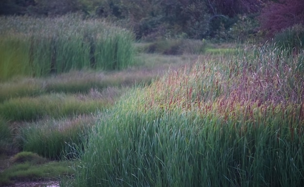 Cespuglio di fiori d'erba in un campo agricolo