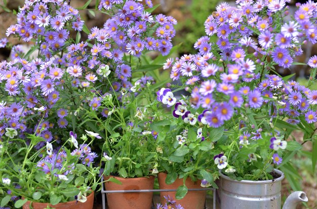 Cespuglio di fiori di aster e vasi di fiori in giardino