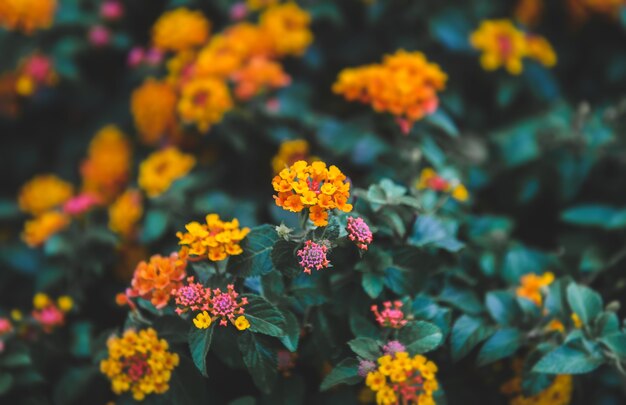 Cespuglio di fiori di lantana camara