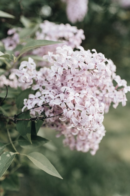 Cespuglio di fiori lilla viola in fiore. Composizione floreale estiva naturale