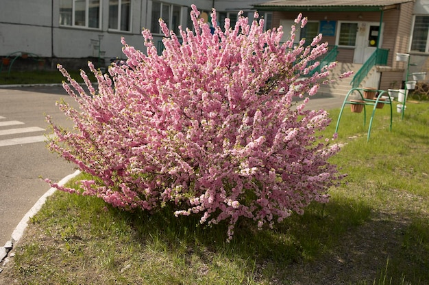 Cespuglio di fiori rosa fiori di ciliegio alla luce del sole