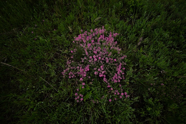 cespuglio di fiori rosa su sfondo floreale di erba verde