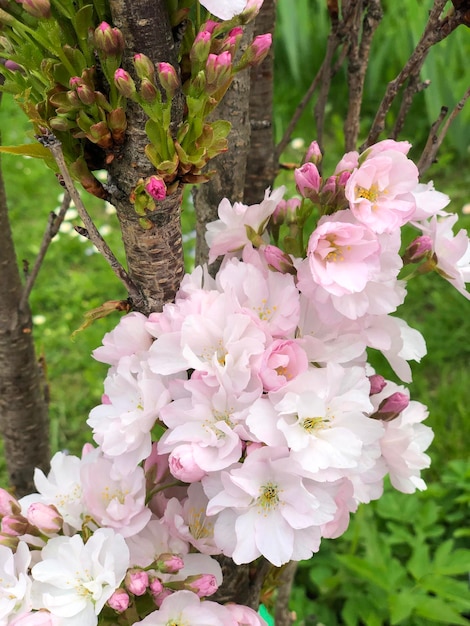 Cespuglio di fiori rosa