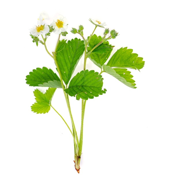 Cespuglio di Fragaria con fiori bianchi e foglie verdi, giardino e piante selvatiche. Foto dello studio.