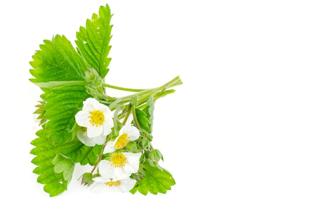 Cespuglio di Fragaria con fiori bianchi e foglie verdi, giardino e piante selvatiche. Foto dello studio.