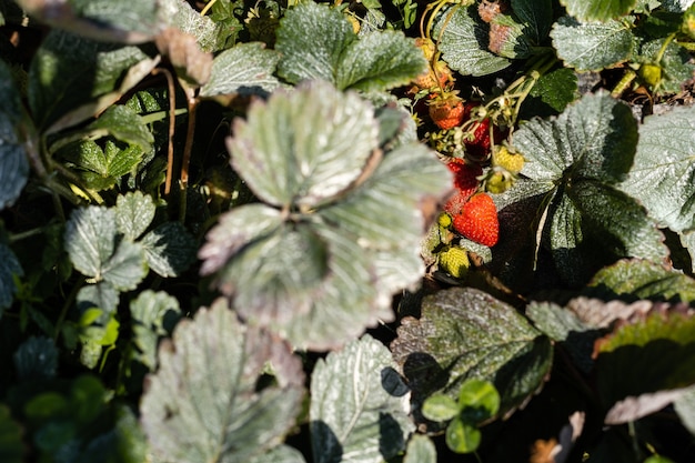 cespuglio di fragola rossa fresca