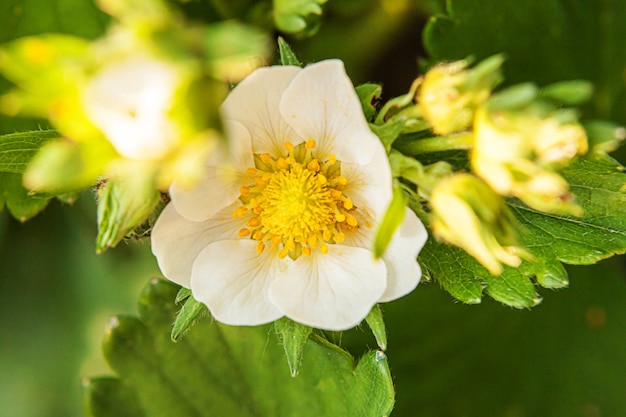 Cespuglio di fragole con fiore in letto giardino