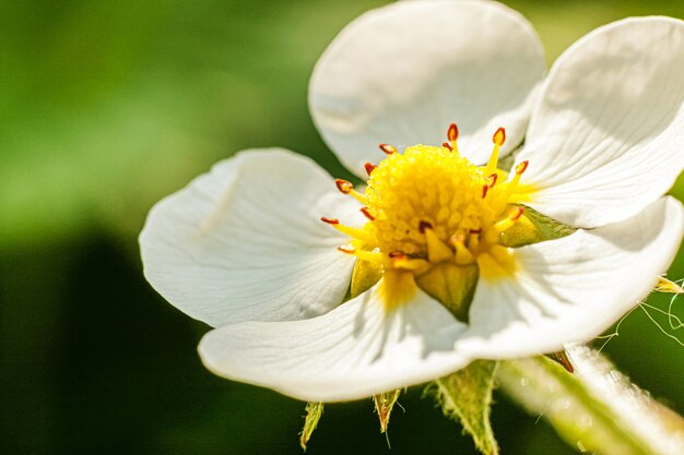 Cespuglio di fragole con fiore in primavera o in estate letto da giardino