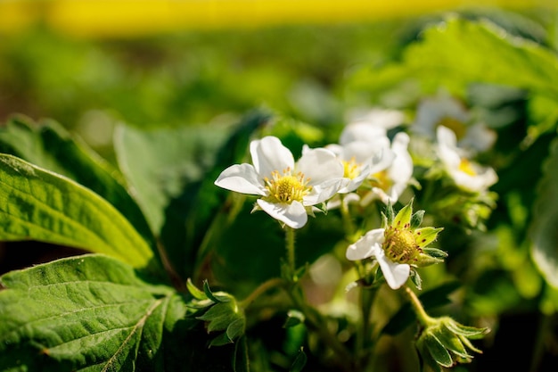 Cespuglio di fragole in fiore crescono in una fattoria biologica in una giornata di sole Le fragole in fiore primaverile crescono nel giardino