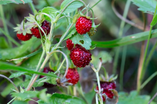 Cespuglio di fragole selvatiche nella foresta. Bacca rossa delle fragole e fiori bianchi in prato selvaggio, fine su