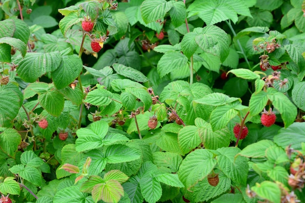 cespuglio di lamponi in giardino con lamponi maturi e foglie verdi isolate