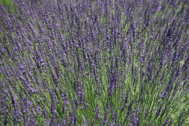 Cespuglio di lavanda blu