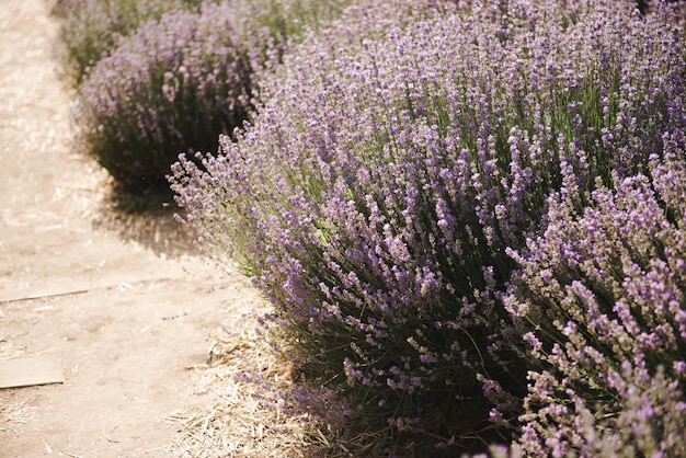 Cespuglio di lavanda. Messa a fuoco selettiva sul fiore di lavanda nel giardino fiorito. Bellissimo dettaglio di una lavanda.