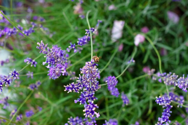 Cespuglio di lavanda nel giardino estivo