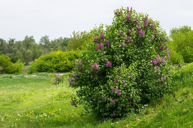 Cespuglio di lillà in fiore nel giardino