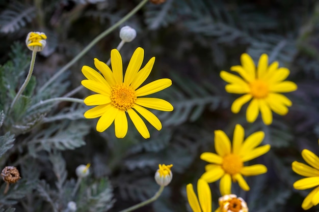 Cespuglio di margherita gialla, nome scientifico; Euryops pectinatus